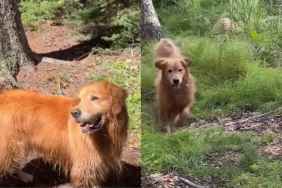 Golden Retriever Refuses To Have Fun Unless Mom & Baby Join Her in the Adventure