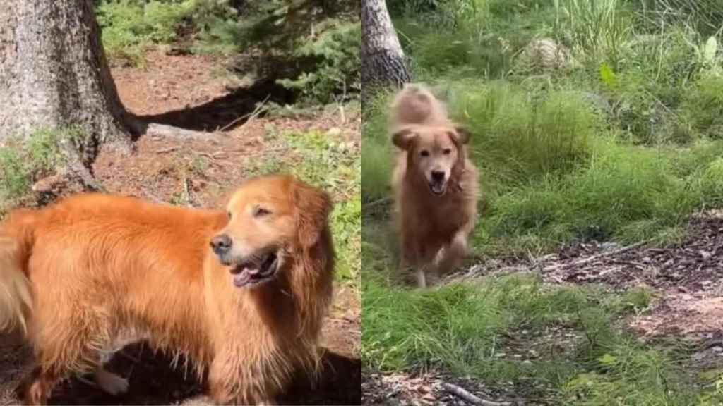 Golden Retriever Refuses To Have Fun Unless Mom & Baby Join Her in the Adventure