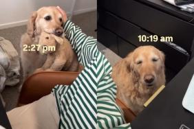 ‘Needy’ Golden Retriever Wants Mom To Know She Misses Her & Finds an Unexpected Way To Show It