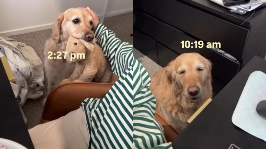 ‘Needy’ Golden Retriever Wants Mom To Know She Misses Her & Finds an Unexpected Way To Show It