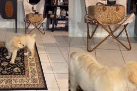 Golden Retriever Puppy Searches High & Low for the Cat Who Always Finds a New Hiding Spot