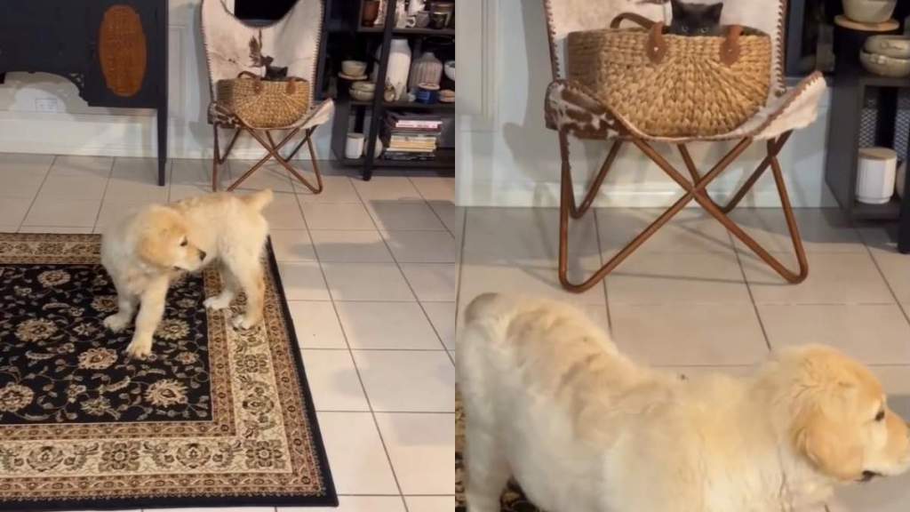 Golden Retriever Puppy Searches High & Low for the Cat Who Always Finds a New Hiding Spot