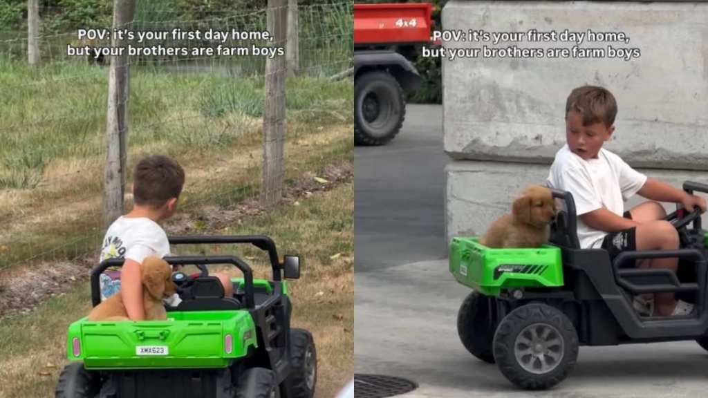 Golden Retriever Puppy’s First Day Home Includes a Sweet Ride With Human Brother