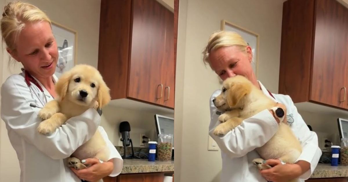 Golden Retriever Puppy’s First Vet Visit Takes an Unexpectedly Adorable Turn