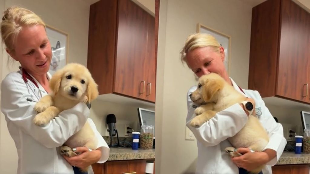 Golden Retriever Puppy’s First Vet Visit Takes an Unexpectedly Adorable Turn