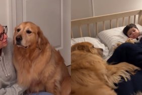 Golden Retriever Sleeps Outside Toddler’s Room Every Night, Until a Special Surprise Changes That