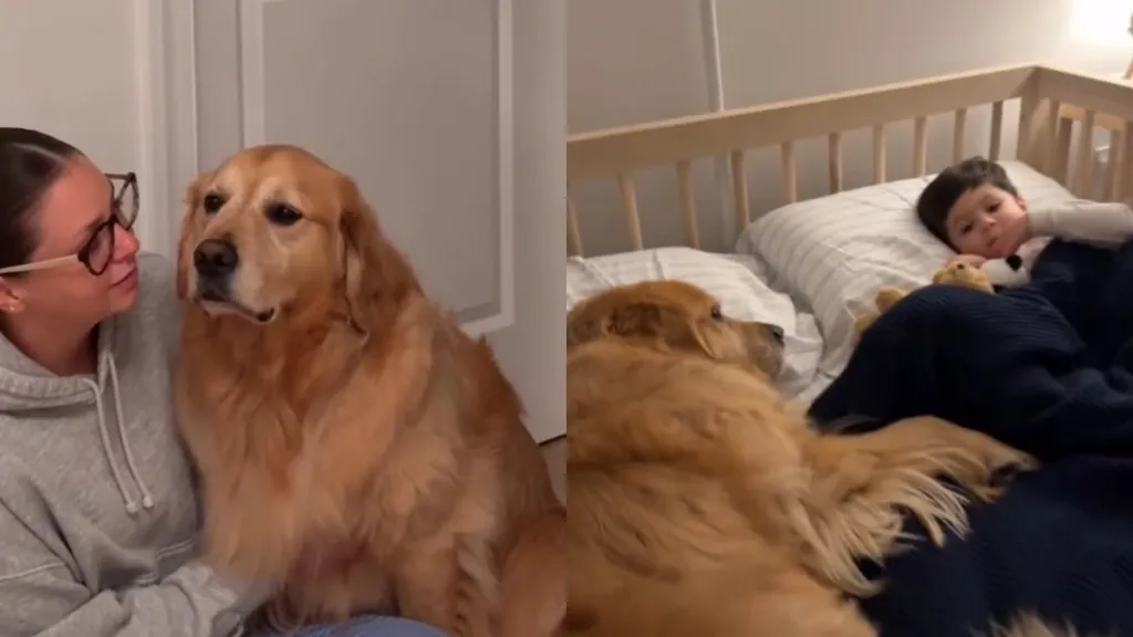Golden Retriever Sleeps Outside Toddler’s Room Every Night, Until a Special Surprise Changes That