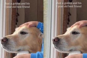 Golden Retriever Sits by Window With Toddler but There’s Something Even More Beautiful About It