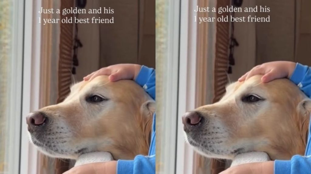 Golden Retriever Sits by Window With Toddler but There’s Something Even More Beautiful About It