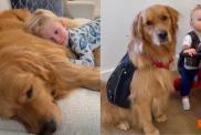 Mom Witnesses Golden Retriever Become Toddler’s ‘First Love’ One Core Memory at a Time
