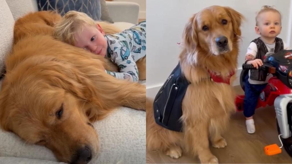 Mom Witnesses Golden Retriever Become Toddler’s ‘First Love’ One Core Memory at a Time