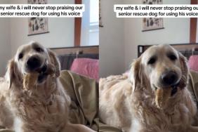 Senior Golden Retriever Spent Years Silent, but Now Earns Praises for His ‘Happy Woos'