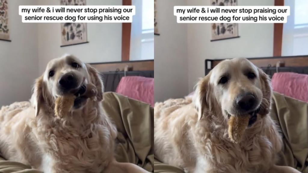 Senior Golden Retriever Spent Years Silent, but Now Earns Praises for His ‘Happy Woos'