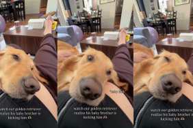 Golden Retriever Feels Baby’s Kick for the First Time & Has the Most Unexpected Reaction