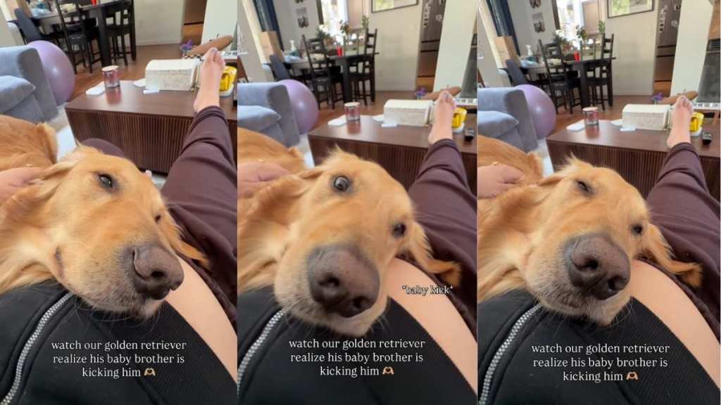 Golden Retriever Feels Baby’s Kick for the First Time & Has the Most Unexpected Reaction