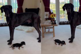 Big Dog Meets a Dog So Tiny He Can’t Seem To Figure Out What He’s Looking At