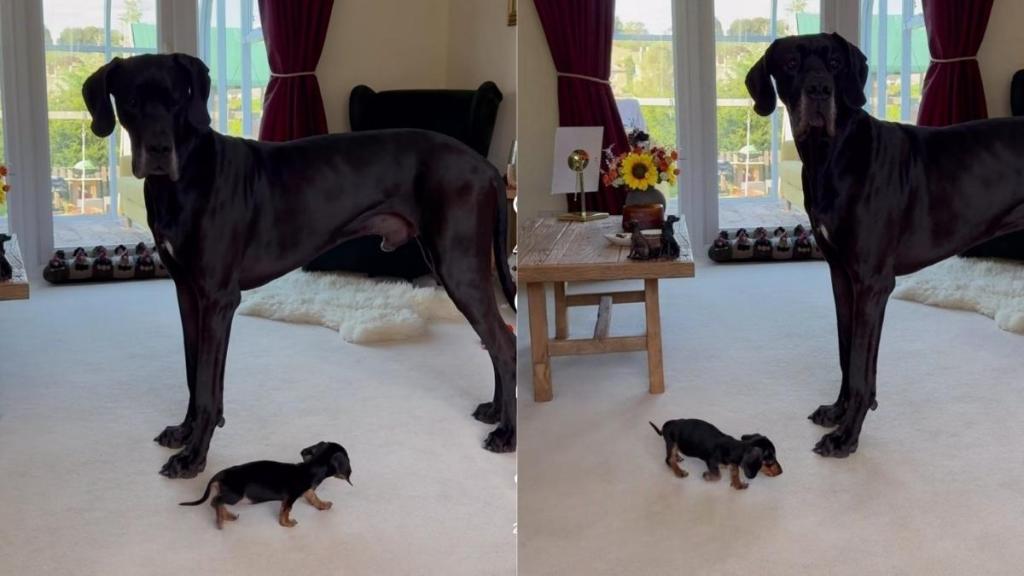 Big Dog Meets a Dog So Tiny He Can’t Seem To Figure Out What He’s Looking At