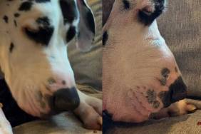 Here's What Happened When a 150-Pound Great Dane Comes Face-to-Face With a Ladybug