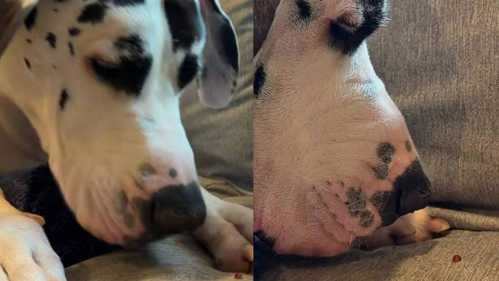 Here's What Happened When a 150-Pound Great Dane Comes Face-to-Face With a Ladybug