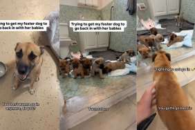 Mama Dog’s Babies Wait for Her To Come Back, but She Can’t Stop Looking at Foster Dad From the Door