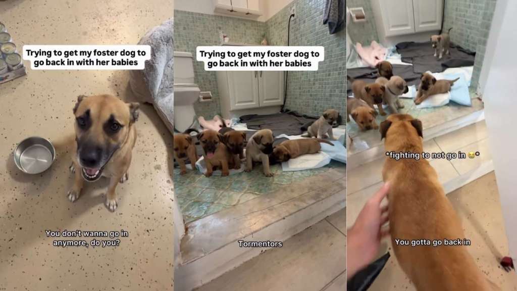Mama Dog’s Babies Wait for Her To Come Back, but She Can’t Stop Looking at Foster Dad From the Door