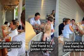 Golden Retriever Puppy Keeps Strangers Busy at Restaurant Greeting Everyone He Sees
