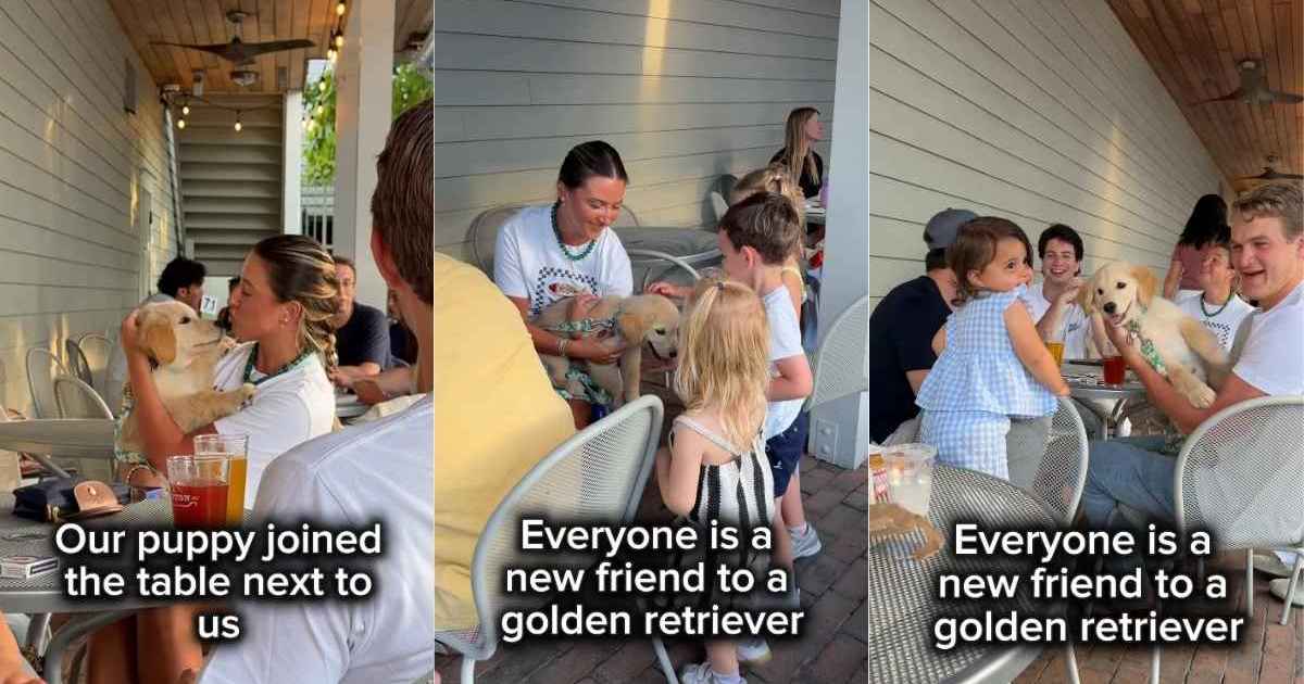Golden Retriever Puppy Keeps Strangers Busy at Restaurant Greeting Everyone He Sees - DogTime
