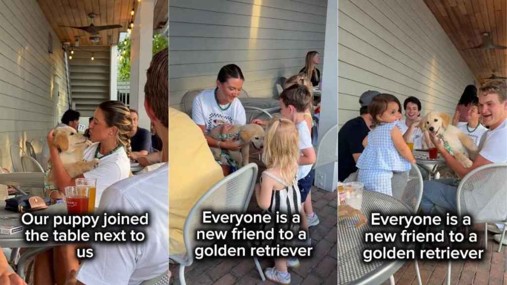 Golden Retriever Puppy Keeps Strangers Busy at Restaurant Greeting Everyone He Sees