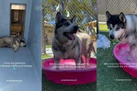 Senior Shelter Dog Looks Defeated in Her Kennel, Until a Fun Pool Therapy Transforms Her