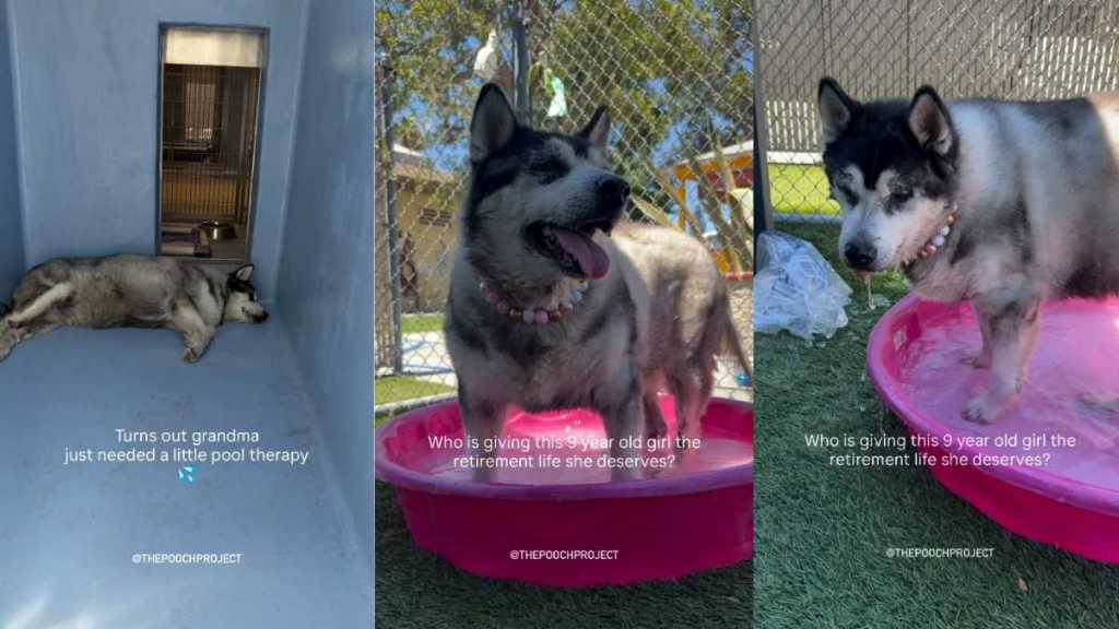 Senior Shelter Dog Looks Defeated in Her Kennel, Until a Fun Pool Therapy Transforms Her