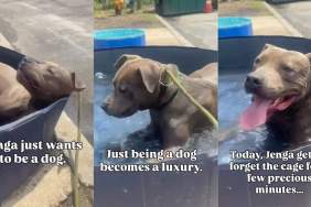 Shelter Dog Gets Precious Moments of Freedom Away From Cage, Until Reality Comes Crashing Back
