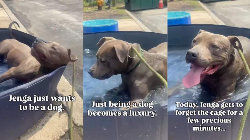 Shelter Dog Gets Precious Moments of Freedom Away From Cage, Until Reality Comes Crashing Back