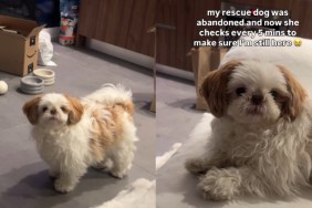 Rescue Dog, Once Abandoned, Fears Mom Will Leave Her Behind & Does Something Heartbreaking