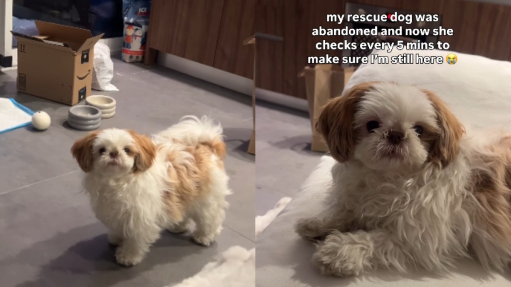 Rescue Dog, Once Abandoned, Fears Mom Will Leave Her Behind & Does Something Heartbreaking