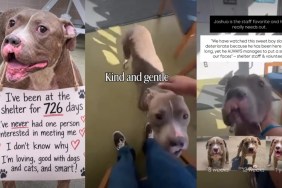 Shelter Dog Pays a Heavy Price for Just Being a ‘Different Kind of Handsome'