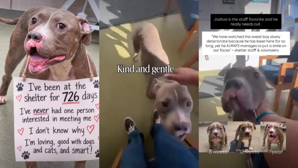Shelter Dog Pays a Heavy Price for Just Being a ‘Different Kind of Handsome'