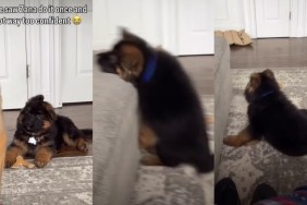 German Shepherd Puppy Tries To Copy Big Furry Sibling & Fails Adorably