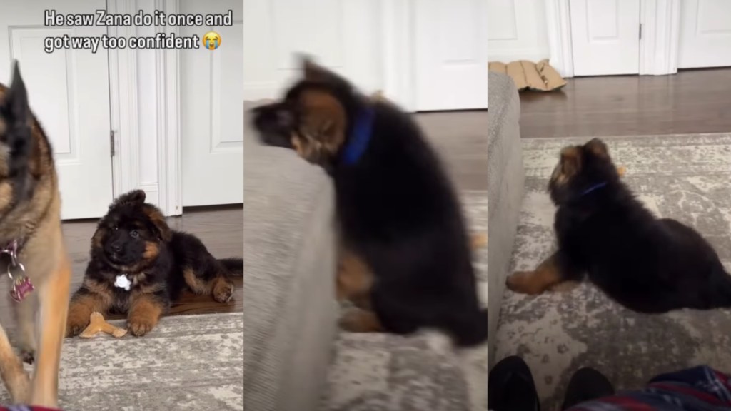 German Shepherd Puppy Tries To Copy Big Furry Sibling & Fails Adorably