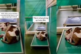 Shelter Dog Watches Everybody Go Home, Then Gives up on Being Noticed & Spends His Days Like This