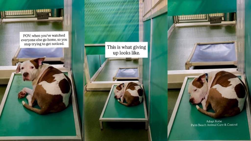 Shelter Dog Watches Everybody Go Home, Then Gives up on Being Noticed & Spends His Days Like This