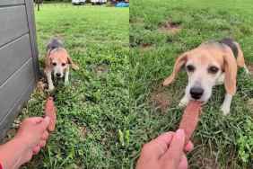 Lab Survivor Beagle Is Learning That Hands Can Bring Treats, Love & Nothing To Fear