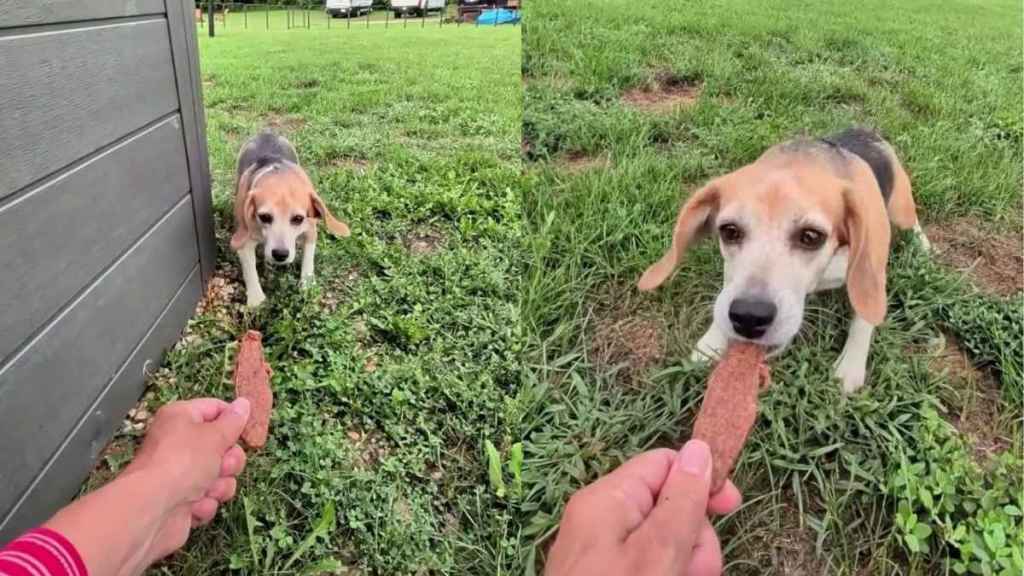 Lab Survivor Beagle Is Learning That Hands Can Bring Treats, Love & Nothing To Fear