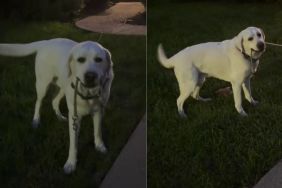 Labrador Has Been Told He Doesn’t Need a Leash but Would Like To Follow Protocol