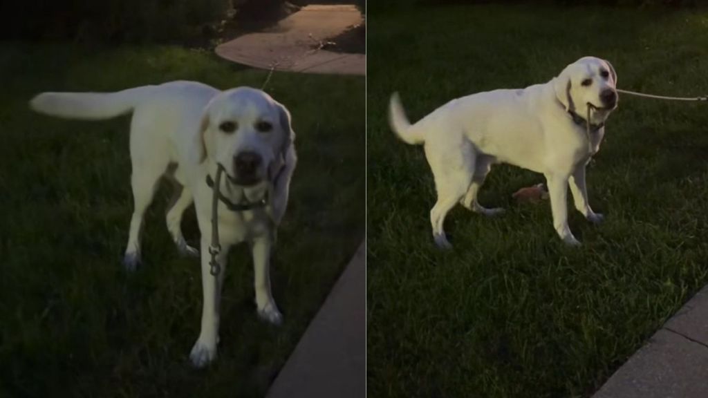 Labrador Has Been Told He Doesn’t Need a Leash but Would Like To Follow Protocol