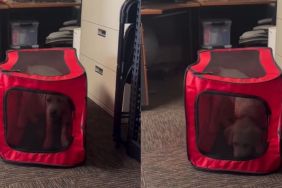 Labrador Puppy Accidentally Rolls Across the Office in Her Crate, Then Pretends It Was All Part of the Plan