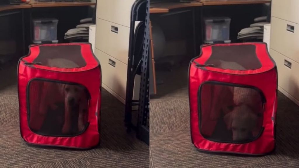 Labrador Puppy Accidentally Rolls Across the Office in Her Crate, Then Pretends It Was All Part of the Plan