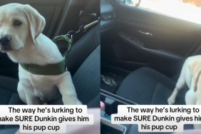 Labrador puppy pup cup