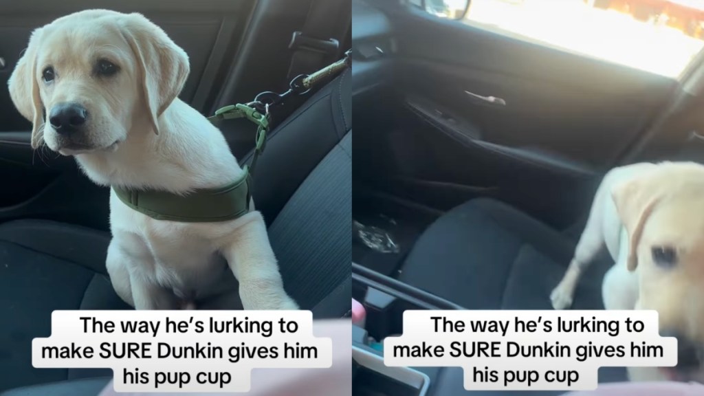 Labrador puppy pup cup