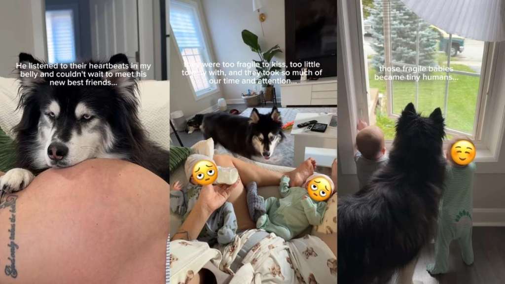 Dog’s Lonely Days End When Twin Babies Give Him What He Desperately Needed