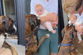 Big Dog Just Wants To Kiss Little Baby, but the Ending Is Nothing Like You’d Expected